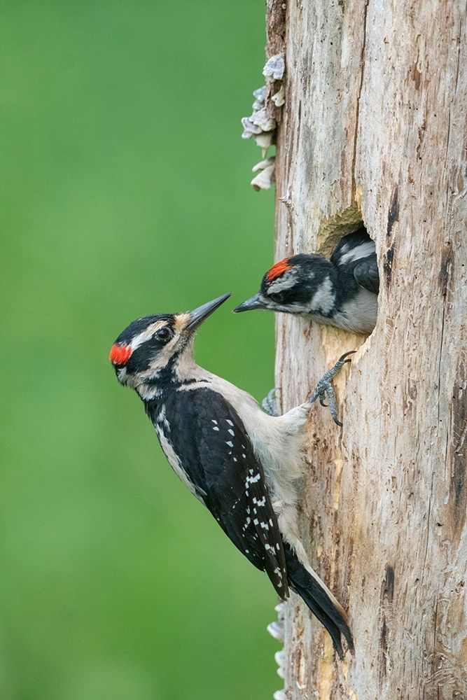 Washington State A male Hairy Woodpecker at nest hole while a chick begs for food